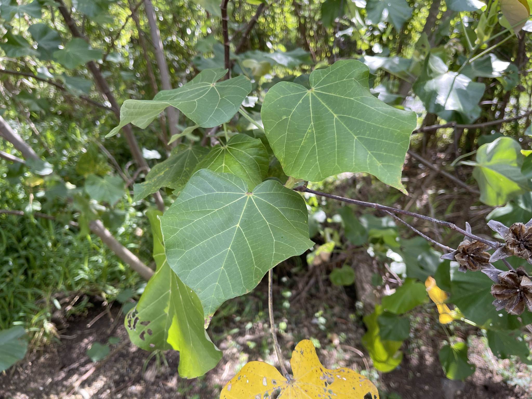 Hibiscus tiliaceus